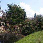 Tree Damage 1233 Spring Circle Drive